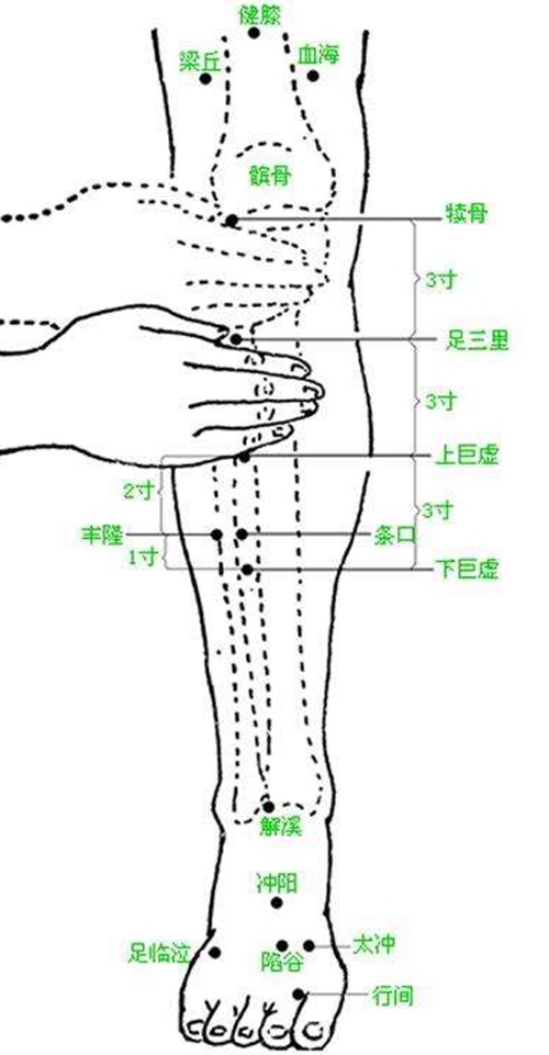 小腿穴位委中穴具体位置图片_有来医生