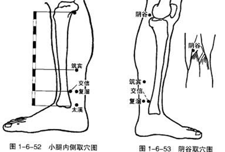 小腿穴位委中穴具体位置图片_有来医生