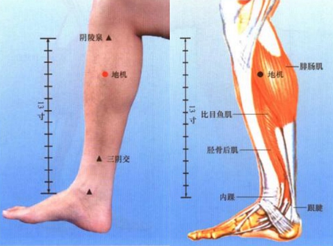 小腿穴位委中穴具体位置图片_有来医生