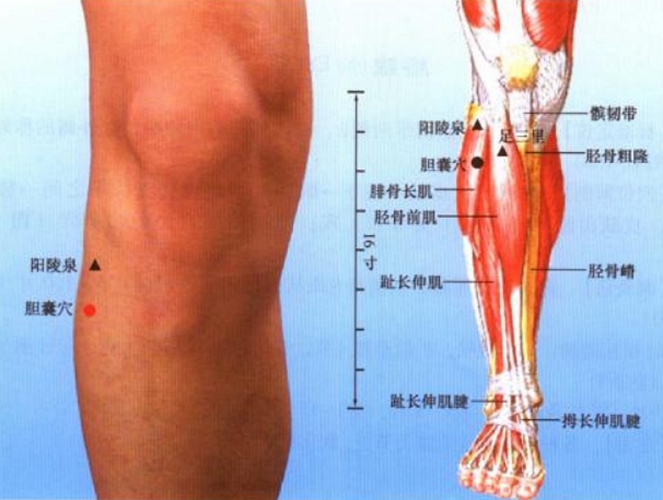 小腿穴位胆囊穴是在哪个位置图片