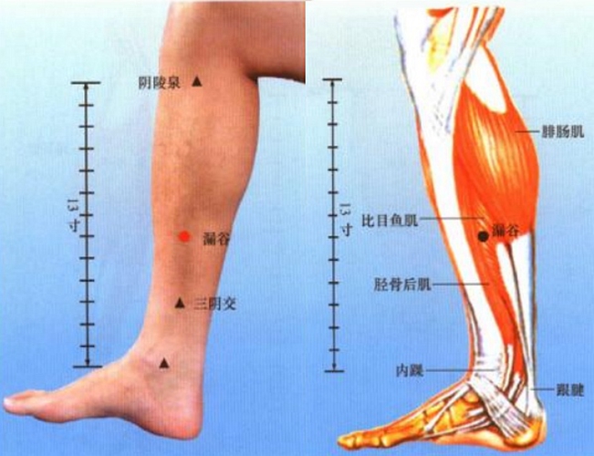 小腿穴位漏谷是在哪個位置圖片