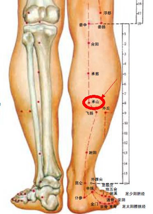 小腿穴位在哪些位置圖片