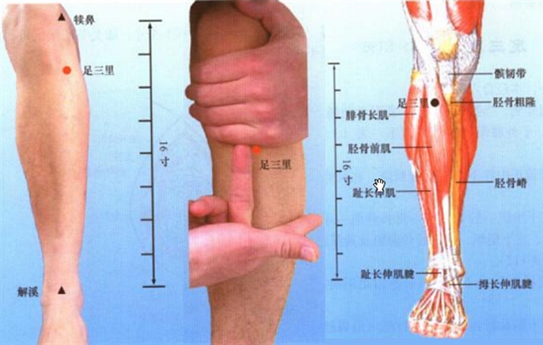 小腿穴位指的是哪些位置图片