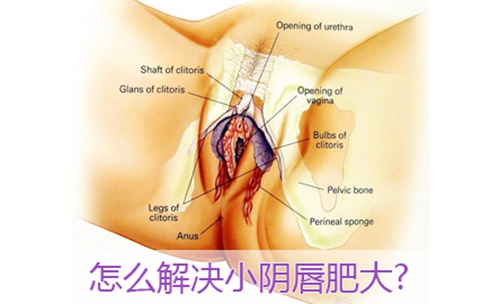 多大算是陰唇肥大圖片