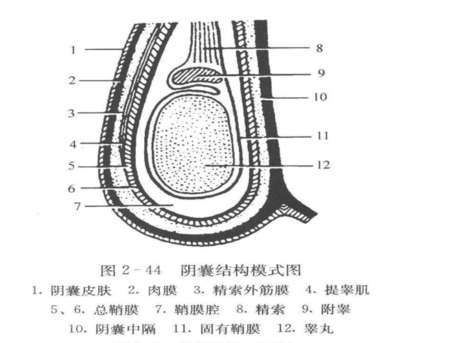 阴囊上长了个疙瘩图片