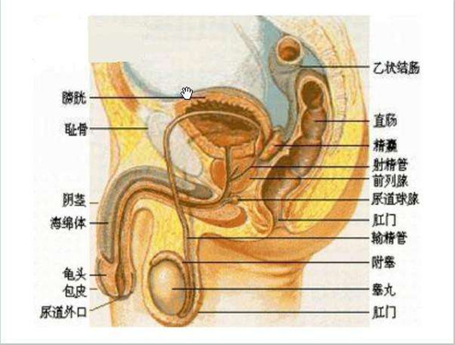 阴囊上长了个疙瘩图片