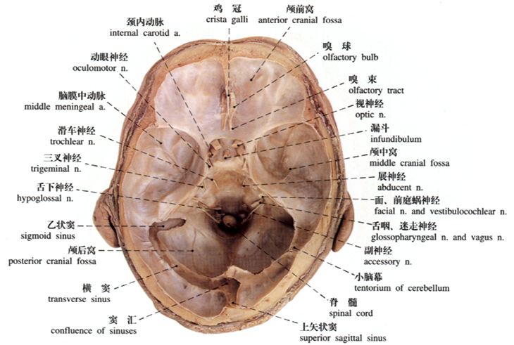 硬脑膜中动脉