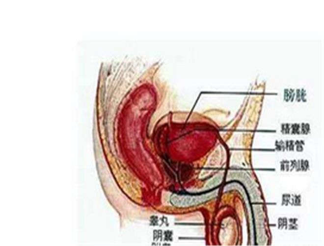 阴囊上长了个疙瘩图片