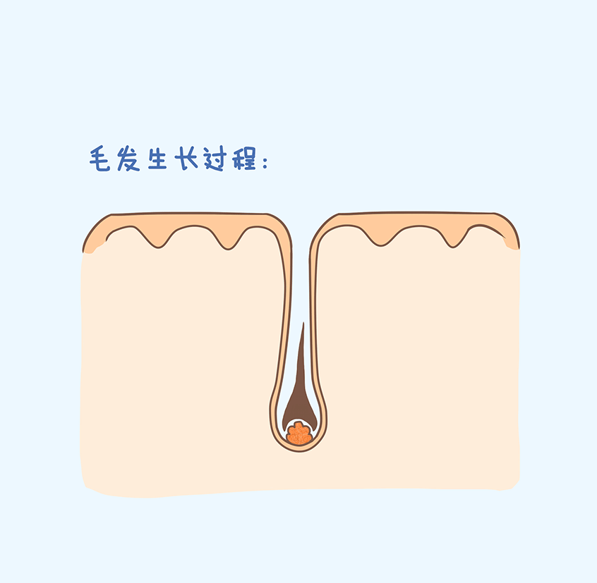 脱发的原因:   一个的头发平均有120000根,每根头发的生长期限大约是