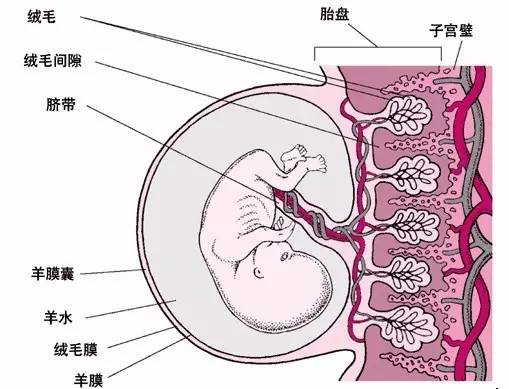 孕情告急准妈妈如何应对胎盘5种异常