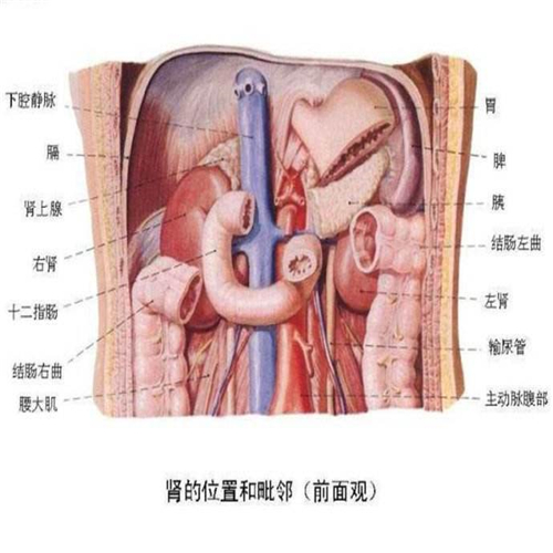 腹腔人體解剖圖片