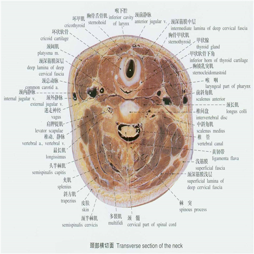 頸部橫截面解剖分析圖片