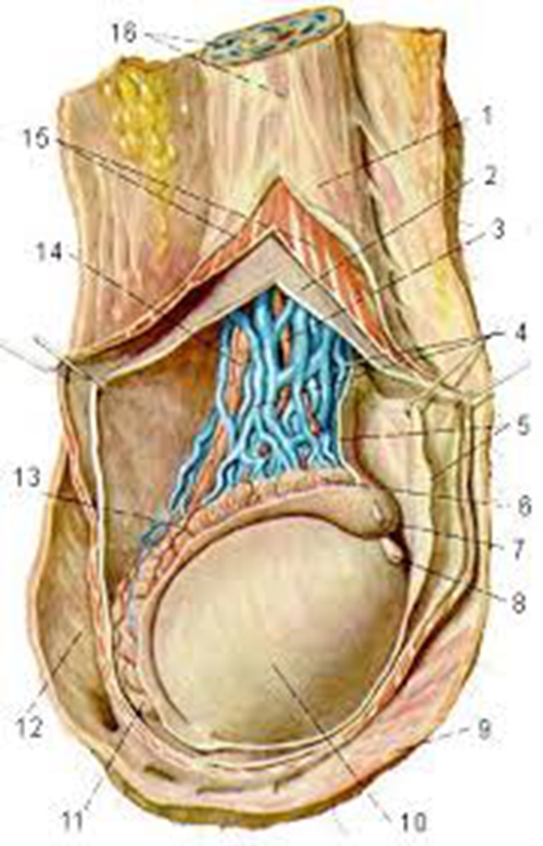 睪丸的形狀解析圖的圖片