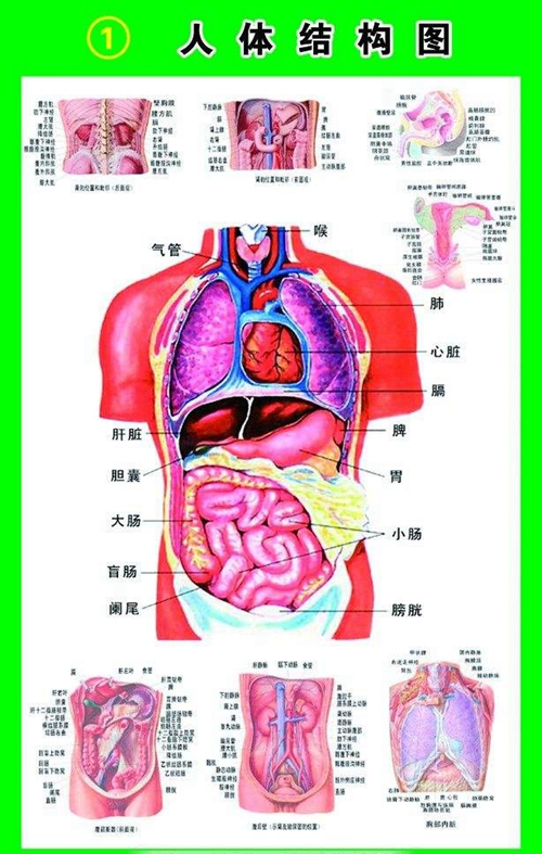 人體內(nèi)臟器官分布圖圖片