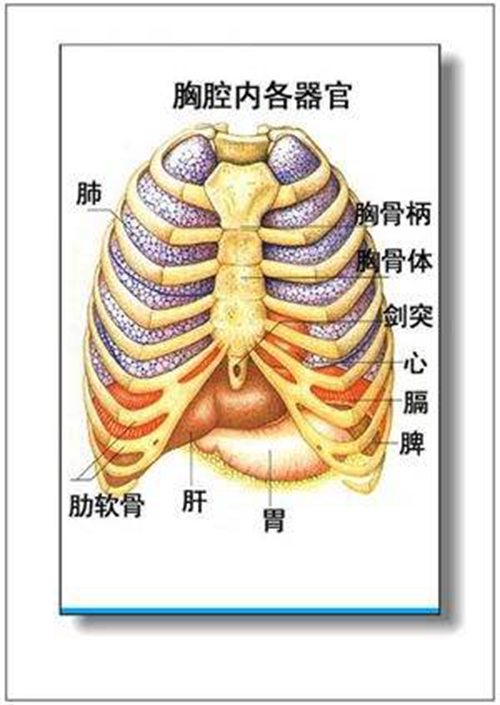 胰腺内脏器官分布图图片