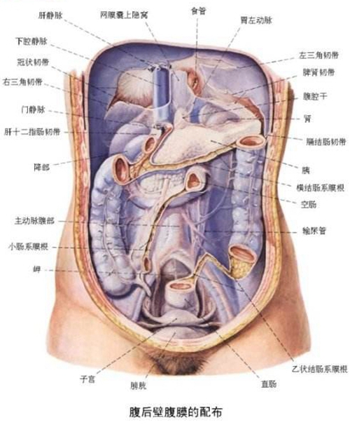 肚子內(nèi)臟器官分布圖女圖片