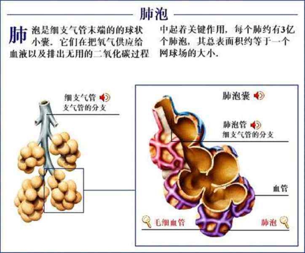 肺泡內(nèi)臟器官分布圖圖片