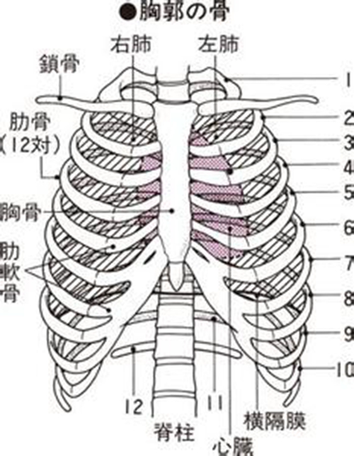 肋骨6.7内脏器官分布图图片