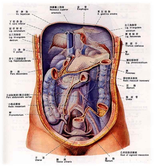 內臟器官分布圖具體圖片