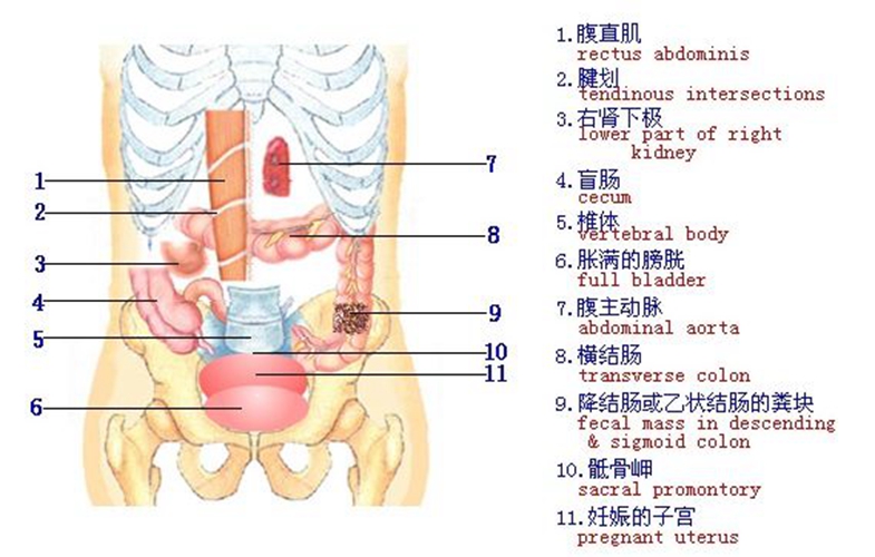 內臟器官分布圖女圖片