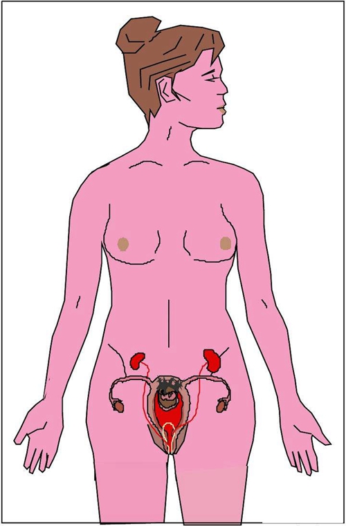 女人的內(nèi)臟器官的分布圖圖片