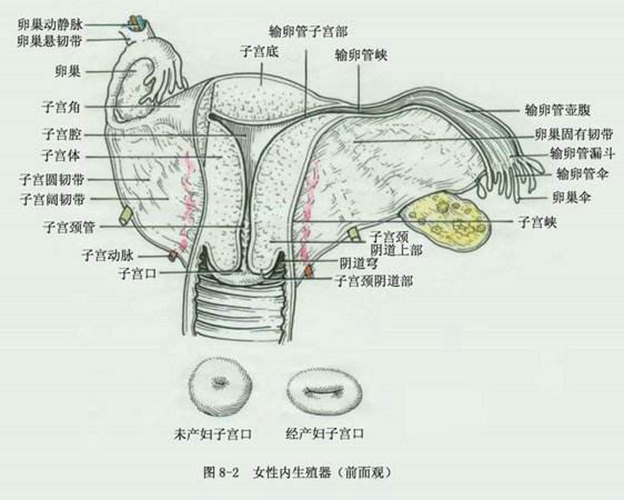 女性生殖器內(nèi)臟器官分布圖圖片