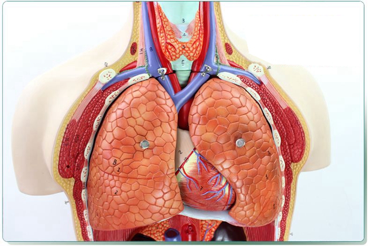 人模型內(nèi)臟器官分布圖圖片