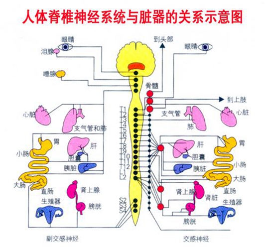 人體脊椎神經(jīng)體統(tǒng)與內(nèi)臟器官分布圖圖片