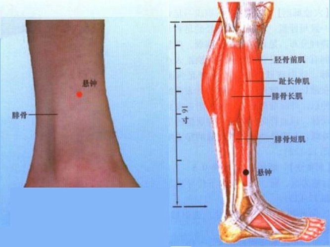 小腿穴位懸鐘是在哪個(gè)位置圖片
