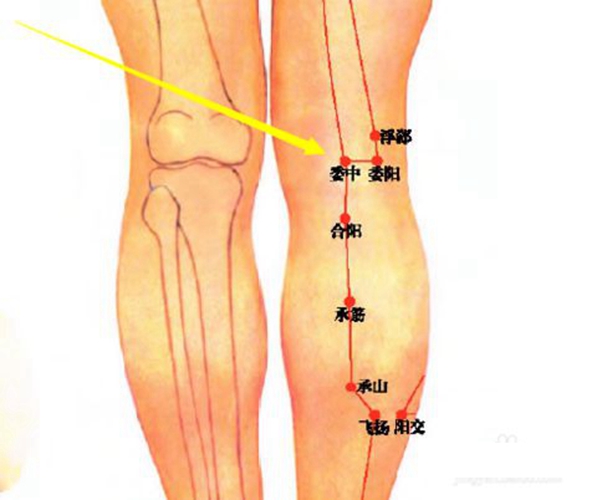 小腿穴位委中穴具体位置图片_有来医生