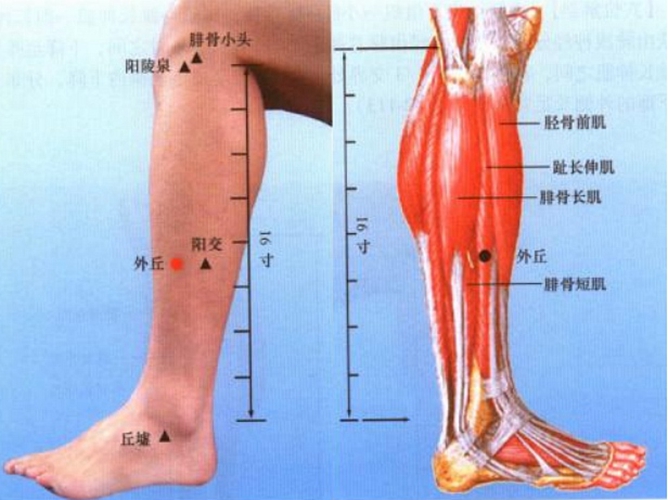 小腿穴位外丘是在哪個位置圖片