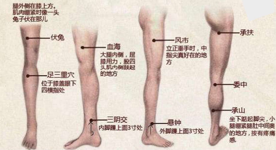 人體下小腿穴位在什么位置圖片