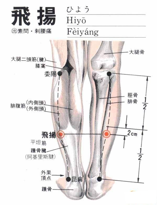 小腿穴位飛揚穴具體位置圖片