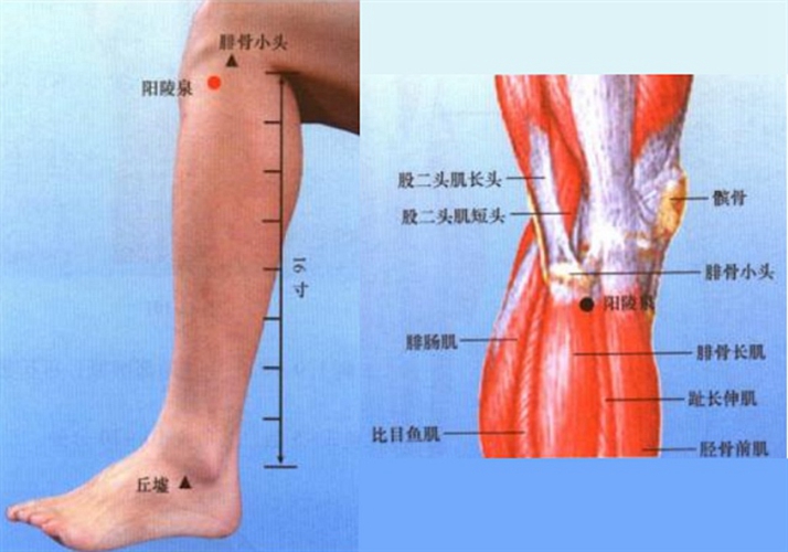 小腿穴位陽(yáng)陵泉是在哪個(gè)位置圖片