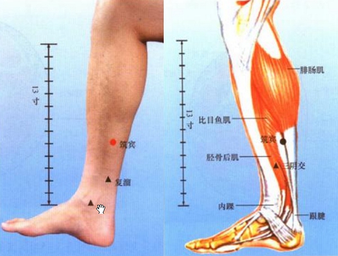 小腿穴位委中穴具体位置图片_有来医生