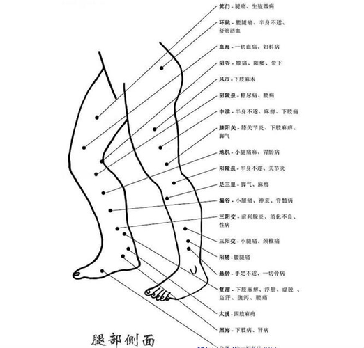 小腿穴位在什么位置大圖片