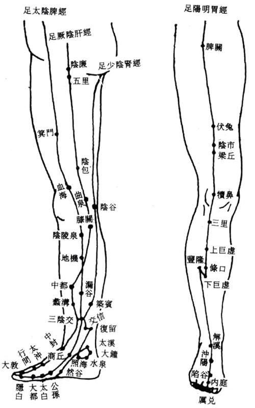 小腿穴位指的是什么位置图片