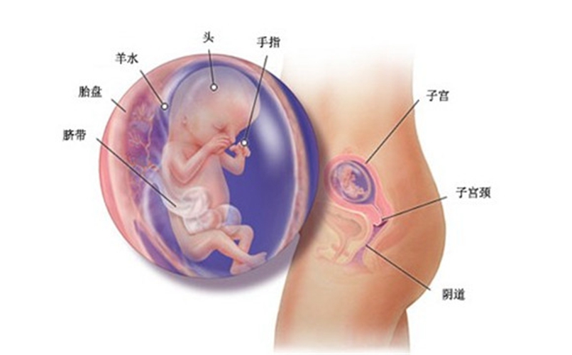 怀孕14周胎儿在子宫胎方位什么位置