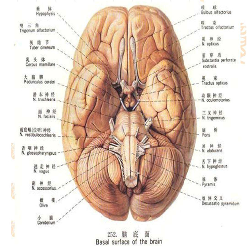 大腦底面解剖圖片