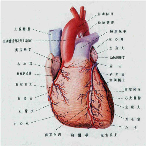 高清心臟解剖圖片