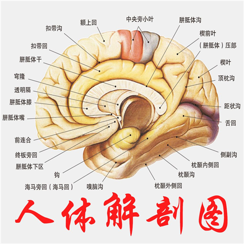 人體解剖大腦局部圖片