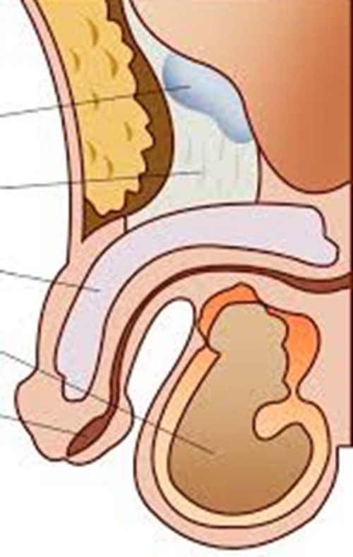 睪丸的結構圖片
