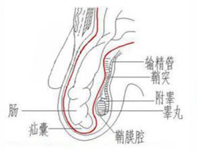 睪丸解析圖的圖片