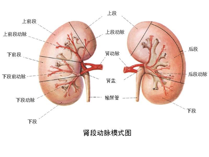 腎內(nèi)臟器官分布圖圖片