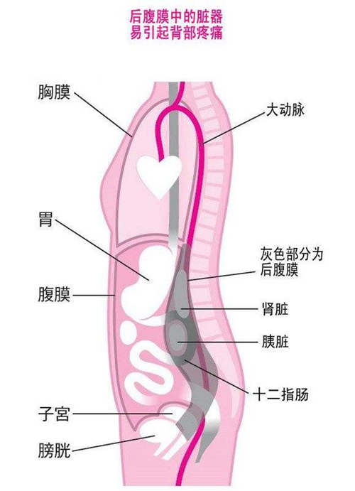 側(cè)面內(nèi)臟器官分布圖圖片