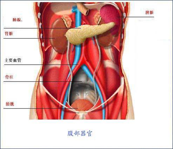 盲肠内脏器官分布图图片