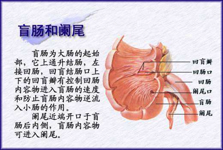 盲肠内脏器官分布图图片