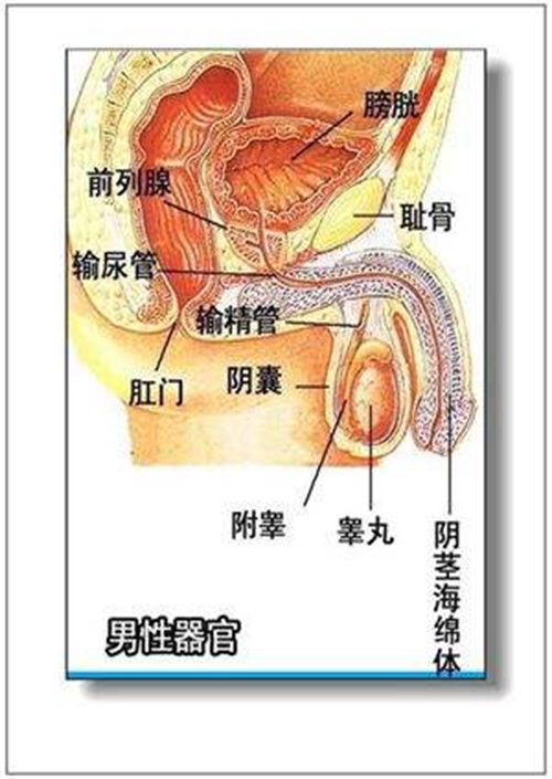 內(nèi)臟器官分布圖男性圖片