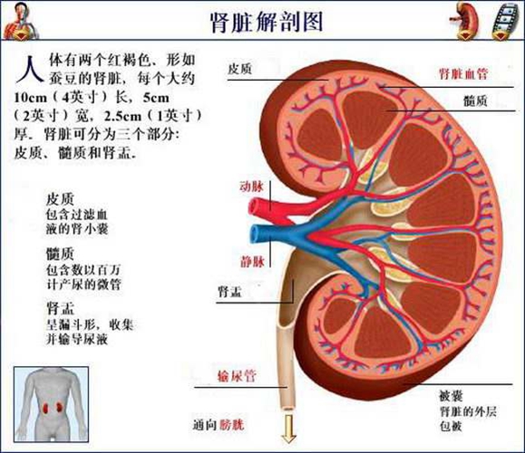 脾臟內臟器官分布圖圖片