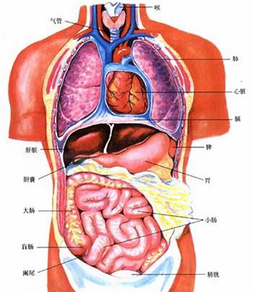 內(nèi)臟器官分布圖圖片